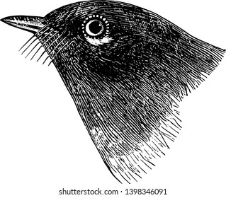 Painted Fly fangen Warbler ein großes Stück auf den Flügeln gebildet durch die größere und mittlere Decken Vintage Linie Zeichnung oder Gravitation Illustration.