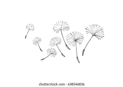 Painted flying dandelion seeds, vector image