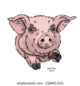Painted funny piggy. Vector illustration. Can be used as a print on clothes or as part of the design of other products