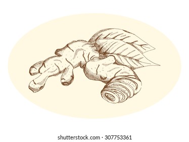Painted Ginger on a neutral background
