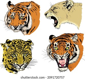 morena pintada de depredadores, tigre, leopardo, león, realista, para logotipos y decoración