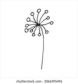 A painted hemlock flower. Doodle style, black outline, drawing with floral floral elements, minimalism. Isolated. Vector illustration.