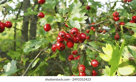 A painted image of berries hawthorn.  A drawing for interior decoration. Artwork on canvas.
