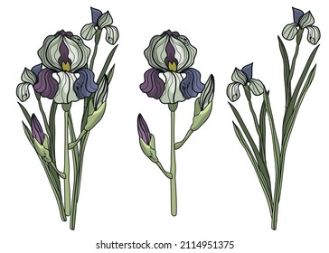 Iris gestrichen. Botanisch, Vektorgrafik, Lineargrafik. Natürliche Natur. Eindringlinge. Frühling und Herbst. Herbarium. Handgezeichnete Blumen. Fantastische Botanik. Phantasmagoria.