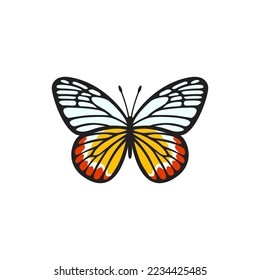 Painted Jezebel butterfly illustration. Realistic butterfly with textured wings. Beautiful butterfly for scrapbooking. Vector illustration isolated on white background