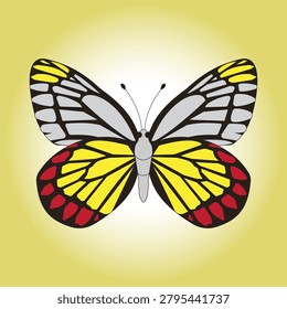 Painted Jezebel butterfly vector illustration, beautiful yellow and red Delias hyparete insect isolated on background, symmetrical colorful Jezebel butterfly graphic element. 