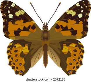 Painted lady
