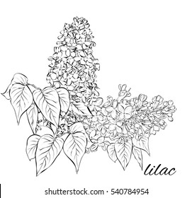 painted lilac. syringa drawing set isolated on white background. Vector sketch narcissus illustration. in bloom. Ink painted flowers over white. Blossom collection. Hand drawn illustration. isolated