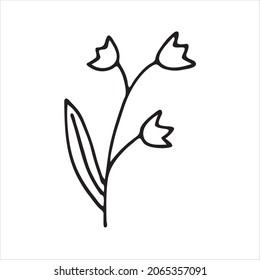 Painted Lily of the Valley flower, flower stem. Doodle style, black outline, lily of the Valley pattern, minimalism. Isolated. Vector illustration.