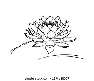 painted lotus sketch