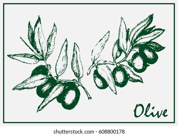 Painted olive branch isolated on white background