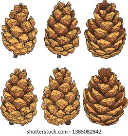 Painted pine cone. color engraving
