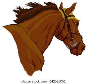 Painted portrait of bay Tersk horse in bridle with figure-eight or Mexican noseband and snaffle bit. Design element for equestrian equipment goods. Vector hand drawn head of stallion.