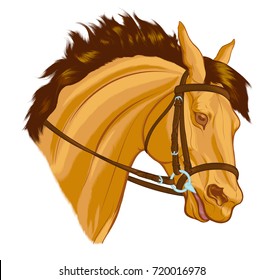 Painted portrait of Buckskin horse in bridle with a snaffle bit and pulled reins. Design element for equestrian equipment goods. Head of stallion with ears laid back. Vector clip art on a white field.