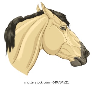 Painted portrait of horse in profile. Head of buckskin stallion with ears laid back. Vector illustration isolated on white. Design element for equestrian club.