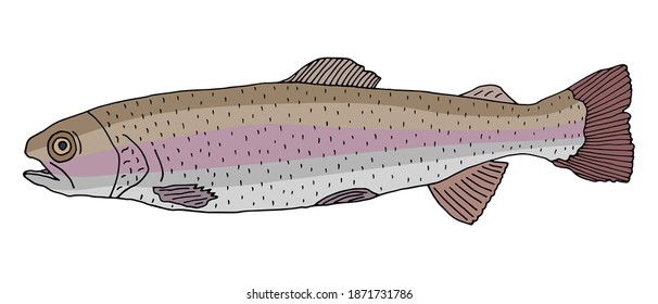 Painted rainbow trout fish hand drawn. Color rainbow trout isolated on white background.  Vector illustration.