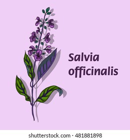 Painted sage flower on the stem with leaves. Vector illustration