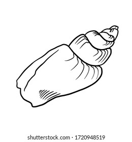 Painted shell. Hand drawing illustration with engraving line. A collection of realistic sketches of various mollusk shells of various shapes. For cards, posters, stickers  and professional design.