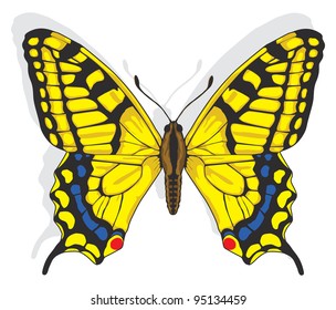 Painted Swallowtail Butterfly. Vector EPS8