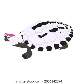 Painted terrapin, painted batagur, or also known as saw-jawed turtle, Callagur borneoensis can be found in Thailand, Malaysia, and Indonesia. It has unique colouration on its head