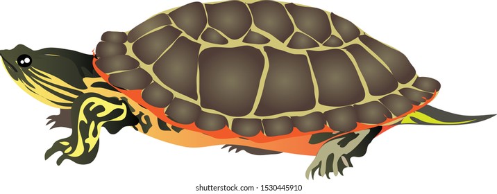 Painted Turtle, Fresh Water amphibian - Vector