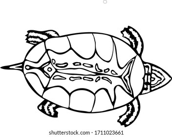 Painted turtle outline vector animal isolated on white background. Turtle with stripes on the shell. Hand drawn illustration for coloring book, page for adults and children, for books, posters.