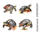 Painted Turtle watercolor paint ilustration