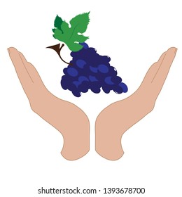 Painted vector silhouette of a hand in a defensive gesture protecting a grapes. Symbol of fruit, food, agriculture, protection, fresh, vegan, vegetarian.