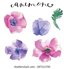 Painted Watercolor Anemone Flowers Vector