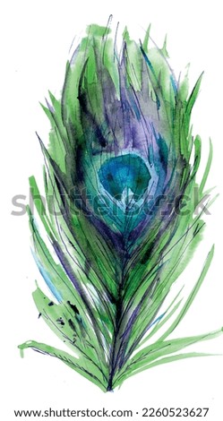 Painted watercolor peacock feather, green, blue, purple. Isolated vector.