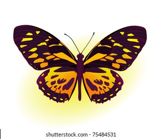 Painting card of beautiful black and yellow butterfly