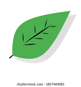 painting or drawing of leaves in vector format, black shadow, green color with black outline