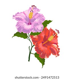 Painting of a flower named Hibiscus, blooming, one yellow and one red.