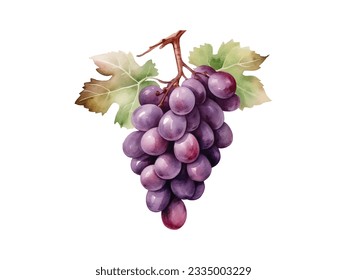 a painting of grapes on a white background