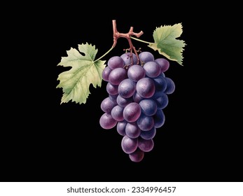 a painting of purple grapes vector on a black background