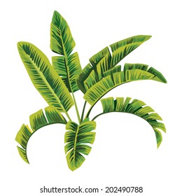 Painting tropic palm banana leaves, tree vector jungle floral background, wallpaper hand drawn vector Illustration