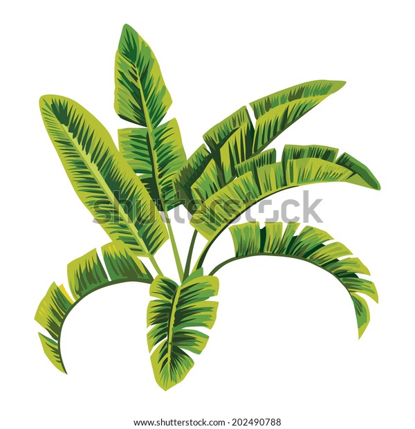 熱帯のヤシのバナナの葉 木のベクタージャングルの花柄の背景 壁紙の手描きのベクターイラスト のベクター画像素材 ロイヤリティフリー