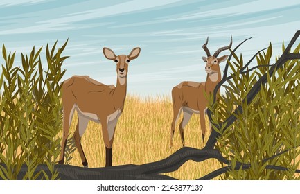 Pair of African antelope cob in the savannah with tall dry grass and shrubs. Wild animals of Africa. Realistic vector landscape