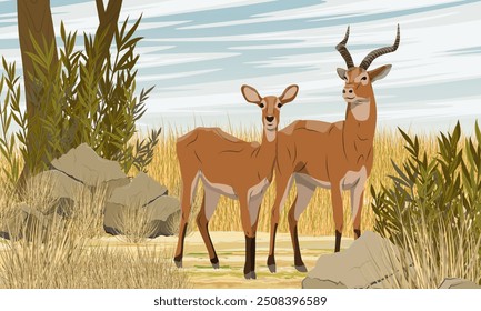 Paar afrikanische Antilope kob in der Savanne mit hohen trockenen Gras. Wilde Tiere in Afrika. Realistische Vektorlandschaft