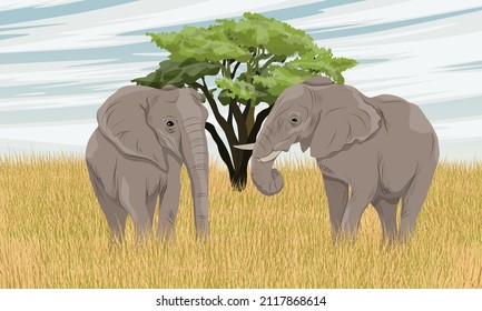 Par de elefantes Bush africanos en la sabana con alto pasto seco y acacias. Animales salvajes de África. Paisaje vectorial realista