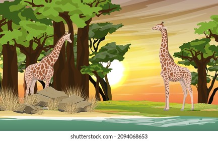 A pair of African giraffes on the lake at sunset. Baobab grove in Africa. Realistic vector landscape