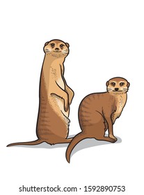 Pair of african savannah animals suricates isolated in cartoon style. Educational zoology illustration, coloring book picture.