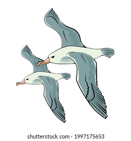 Pair of Albatrosses. Cartoon character. Vector. White background.