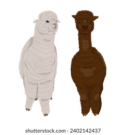 Pair of alpacas. Realistic vector animal