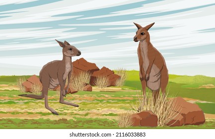 A pair of Australian big red kangaroo in the meadow with grass and red stones. Endemic species of Australia. Realistic vector landscape