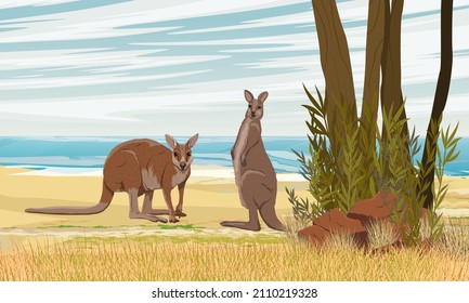 Un par de grandes canguros rojos australianos paran al lado del océano en Australia. Especies endémicas de Australia. Paisaje vectorial realista