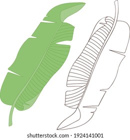 Pair of babana palm leaves. Vector image on white 
background for decorative design