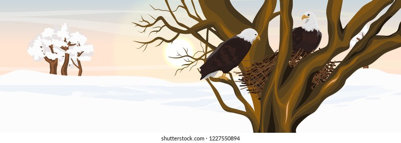 A pair of bald eagle birds in a nest of branches on a tree. Trees in the snow on the horizon. Animals of North America. Realistic Vector Landscape