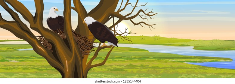 A pair of bald eagle birds in a nest of branches. River Valley. Animals of North America. Realistic Vector Landscape