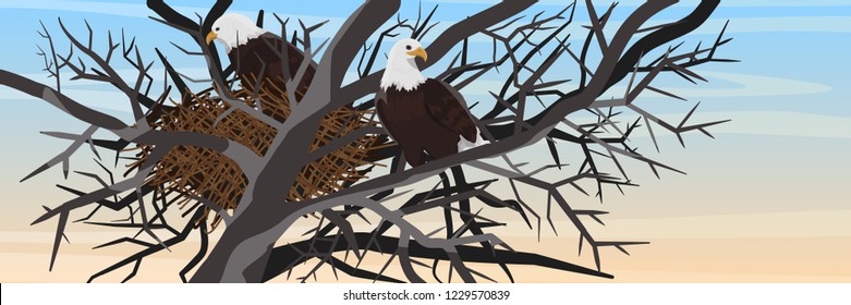 A pair of bald eagles sits in a nest of branches on a tree. Animals of North America. Realistic Vector Landscape